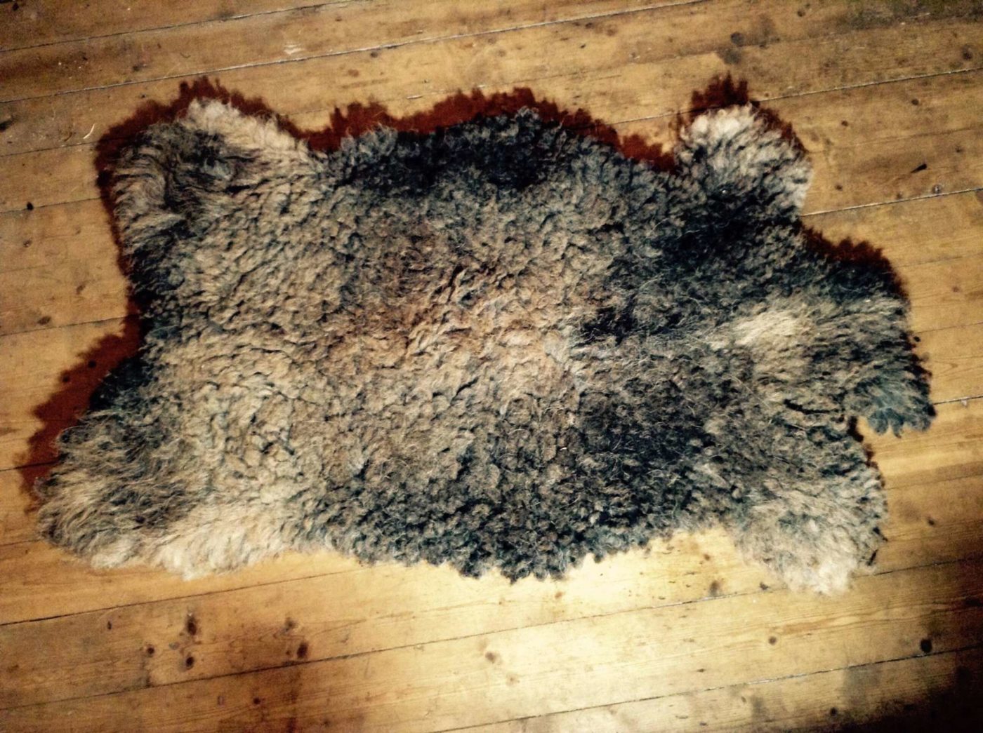 Sheep skin